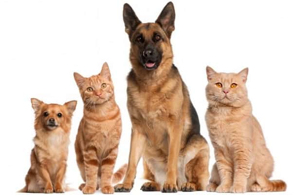 Перевозка кошек и собак