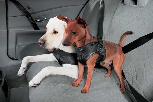 Перевозка домашних животных в автомобиле