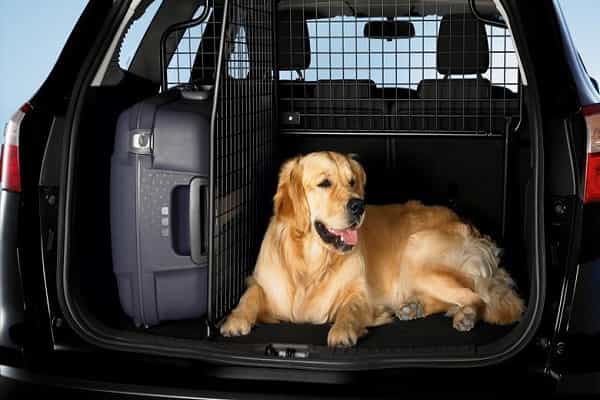 Перевозка собаки в багажнике